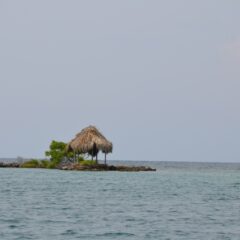 7月新商品　コロンビア　ポパヤン　入荷しました