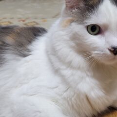 ネコの休日ブログ　～体重～