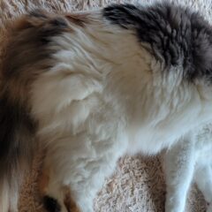 ジメジメして、ネコもぐったり