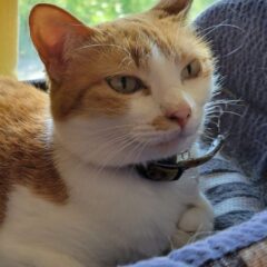 最近暑いです（ネコもぐったり）